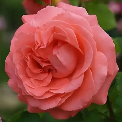 Саженцы роз ДИДИ БРИДЖУОТЕР плетистая  Саженцы роз ДИДИ БРИДЖУОТЕР плетистая в Архангельске