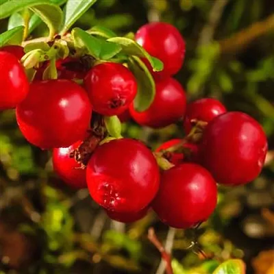 Брусника  Брусника в Архангельске