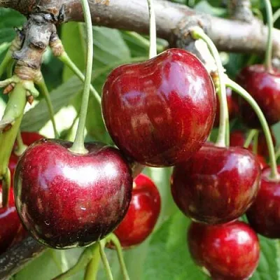 Черешня САШЕНЬКА  Черешня САШЕНЬКА в Архангельске