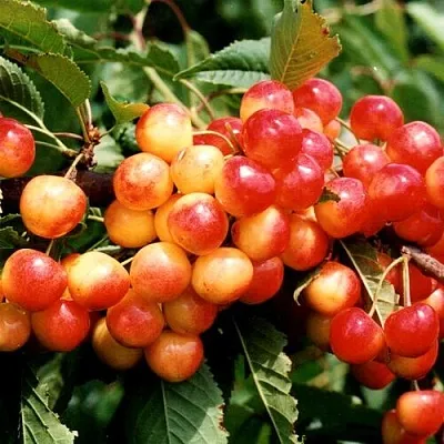 Черешня БЮТТНЕРА КРАСНАЯ  Черешня БЮТТНЕРА КРАСНАЯ в Архангельске