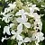 Гортензия ЛЕВАНА метельчатая в Архангельске