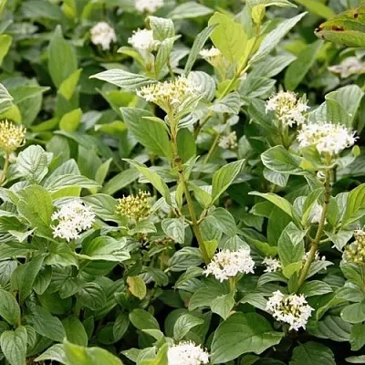 Дерен ФЛАВИРАМЕА отпрысковый   Дерен ФЛАВИРАМЕА отпрысковый  в Архангельске