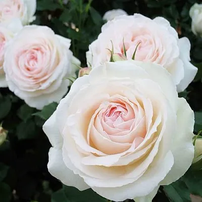 Саженцы роз ПАЛЕ РОЯЛЬ плетистая  Саженцы роз ПАЛЕ РОЯЛЬ плетистая в Архангельске