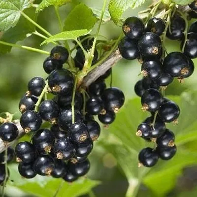 Смородина чёрная ВОЛШЕБНИЦА  Смородина чёрная ВОЛШЕБНИЦА в Архангельске