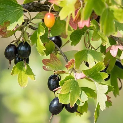 Смородина золотистая БЛЭЙКСТ в Архангельске