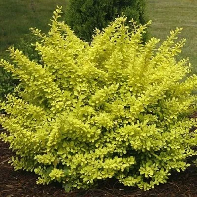 Барбарис АУРЕА тунберга  Барбарис АУРЕА тунберга в Архангельске