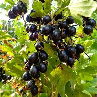 Смородина золотистая ОВАЛЬНАЯ  Смородина золотистая ОВАЛЬНАЯ в Архангельске