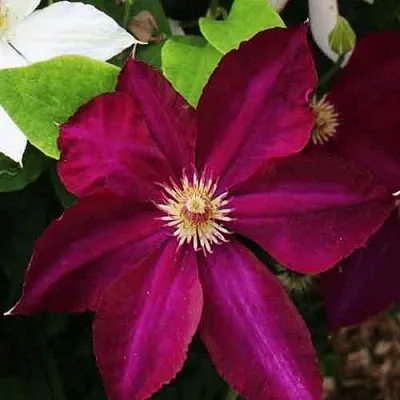 Клематис МАЗОВШЕ  Клематис МАЗОВШЕ в Архангельске