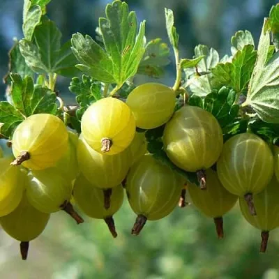 Крыжовник ХИННОНМАЙНЕН КЕЛЬТАЙНЕН  Крыжовник ХИННОНМАЙНЕН КЕЛЬТАЙНЕН в Архангельске