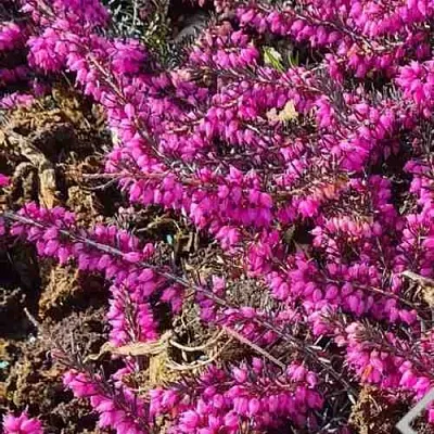 Вереск  Вереск в Архангельске