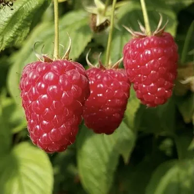 Малина МАПЕМА  в Архангельске