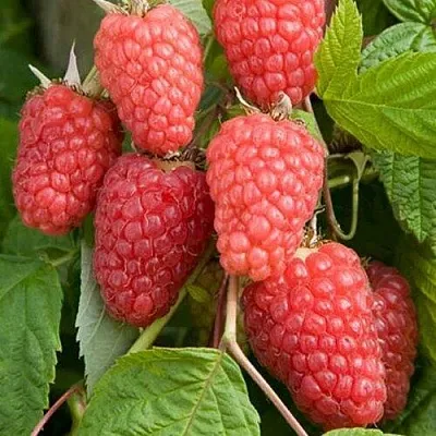 Малина КАСКАД ДЕЛАЙТ в Архангельске