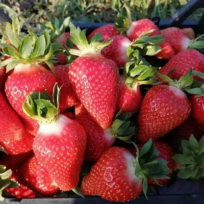 Клубника ЛЮЧИЯ в Архангельске