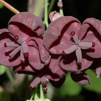 Акебия  Акебия в Архангельске