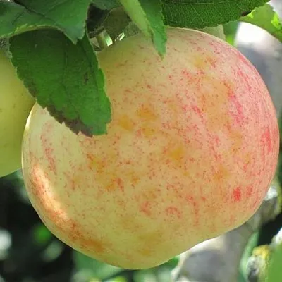 Яблоня ЛЕТНЕЕ СЛАДКОЕ  Яблоня ЛЕТНЕЕ СЛАДКОЕ в Архангельске