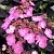 Гортензия ДАРЕДЕВИЛ пильчатая в Архангельске