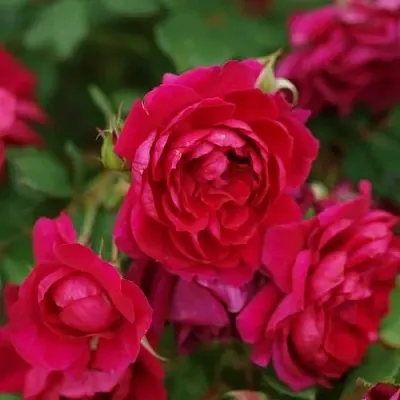 Саженцы роз КВАДРА плетистая  Саженцы роз КВАДРА плетистая в Архангельске