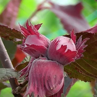 Фундук КАРДИНАЛ  Фундук КАРДИНАЛ в Архангельске