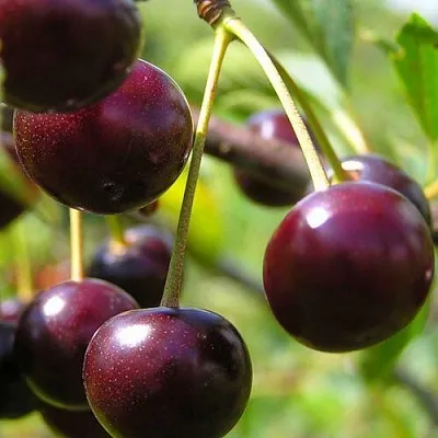 Вишня ЛИВЕНСКАЯ  Вишня ЛИВЕНСКАЯ в Архангельске