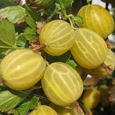 Крыжовник КУРШУ ДЗИНТАРС  Крыжовник КУРШУ ДЗИНТАРС в Архангельске