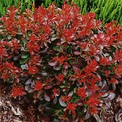 Барбарис КАРМЕН тунберга  Барбарис КАРМЕН тунберга в Архангельске