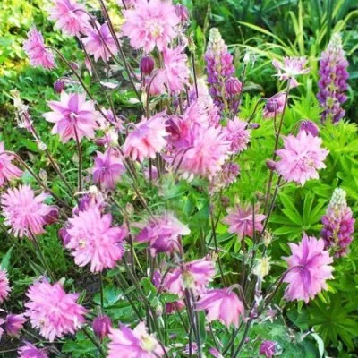 Аквилегия БАРЛОУ ПИНК гибрид МакКаны — описание сорта Аквилегия БАРЛОУ ПИНК гибрид МакКаны в Архангельске