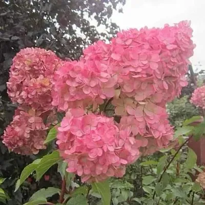 Гортензия АМАРИН метельчатая  Гортензия АМАРИН метельчатая в Архангельске