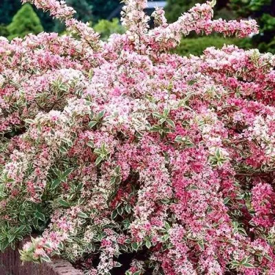 Вейгела САННИ ПРИНЦЕСС — описание сорта Вейгела САННИ ПРИНЦЕСС в Архангельске