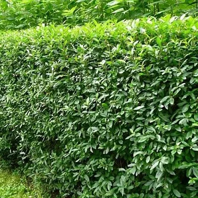 Бирючина обыкновенная  Бирючина обыкновенная в Архангельске