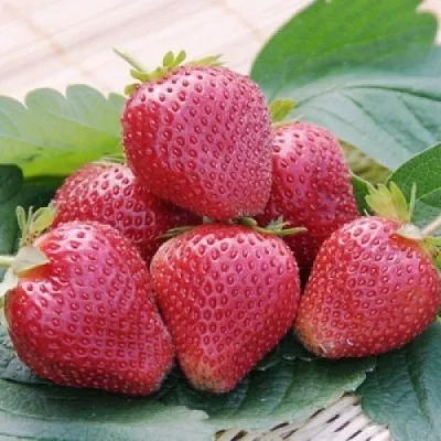 Клубника ВИМА КСИМА в Архангельске