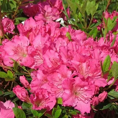 Азалия КИРСТИН японская  Азалия КИРСТИН японская в Архангельске