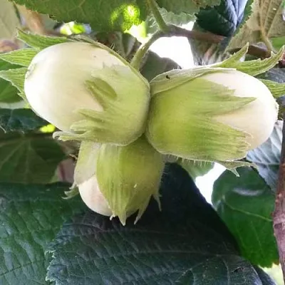 Фундук ЮННАТ  Фундук ЮННАТ в Архангельске