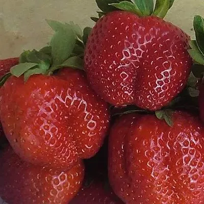 Клубника ДЕСТЕНИ в Архангельске