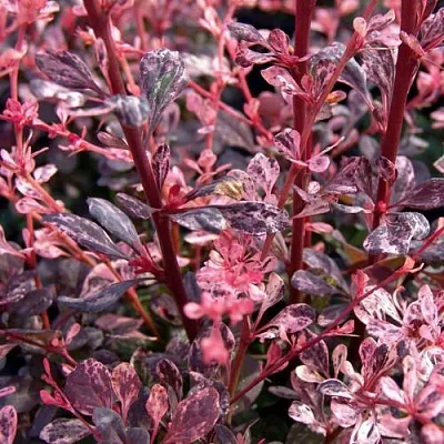 Барбарис АРЛЕКИН тунберга  Барбарис АРЛЕКИН тунберга в Архангельске