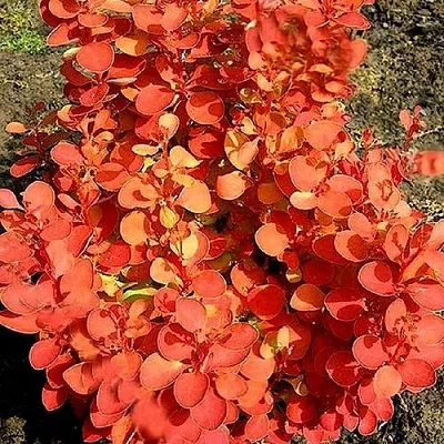 Барбарис ОРАНЖ ФАЙЕР тунберга  Барбарис ОРАНЖ ФАЙЕР тунберга в Архангельске