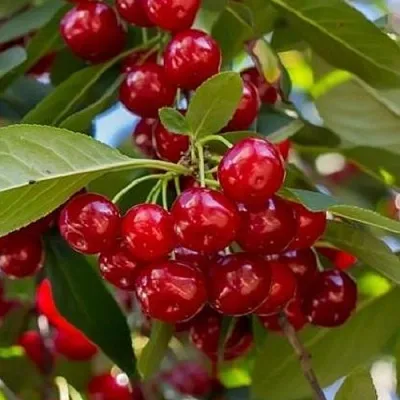 Вишня ГИРЛЯНДА  Вишня ГИРЛЯНДА в Архангельске