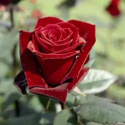 Саженцы роз ТАБУ чайно-гибридная в Архангельске