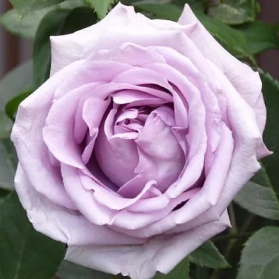 Саженцы роз ИНДИГОЛЕТТА плетистая  Саженцы роз ИНДИГОЛЕТТА плетистая в Архангельске