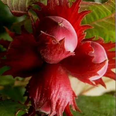 Фундук БАГРЯНЕЦ  Фундук БАГРЯНЕЦ в Архангельске