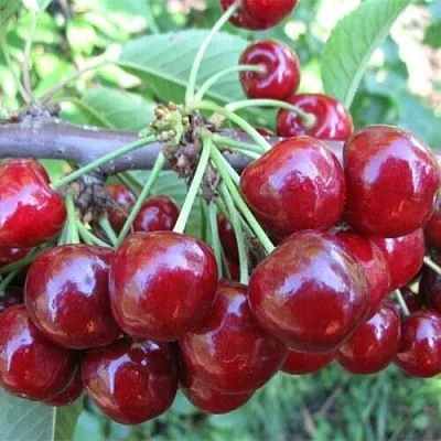 Вишня ДЕСЕРТНАЯ МОРОЗОВОЙ  Вишня ДЕСЕРТНАЯ МОРОЗОВОЙ в Архангельске