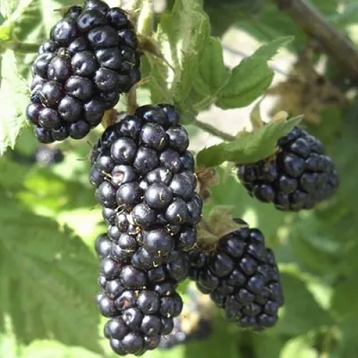 Ежемалина МАРИОН  Ежемалина МАРИОН в Архангельске