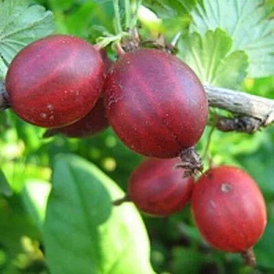 Крыжовник ЩЕДРЫЙ  Крыжовник ЩЕДРЫЙ в Архангельске