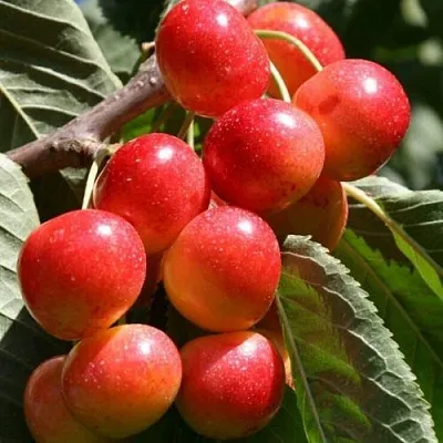 Черешня ГАСТИНЕЦ  Черешня ГАСТИНЕЦ в Архангельске