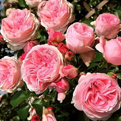Саженцы роз ДЖАРДИНА плетистая  Саженцы роз ДЖАРДИНА плетистая в Архангельске