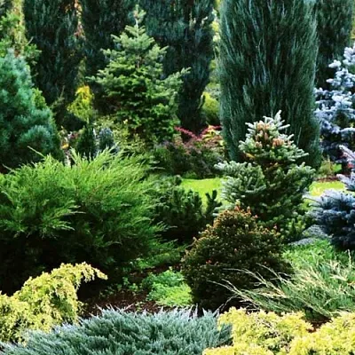 Хвойные растения  Хвойные растения в Архангельске