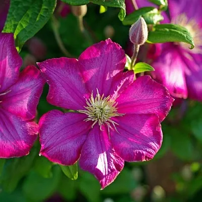 Клематис КАРМЕНСИТА  Клематис КАРМЕНСИТА в Архангельске