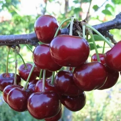 Вишня НОРД СТАР  Вишня НОРД СТАР в Архангельске