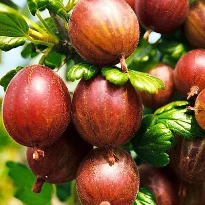 Крыжовник ШЕРШНЕВСКИЙ  Крыжовник ШЕРШНЕВСКИЙ в Архангельске