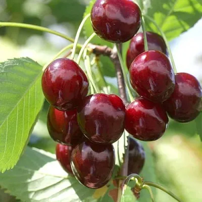 Черешня ОВСТУЖЕНКА  Черешня ОВСТУЖЕНКА в Архангельске