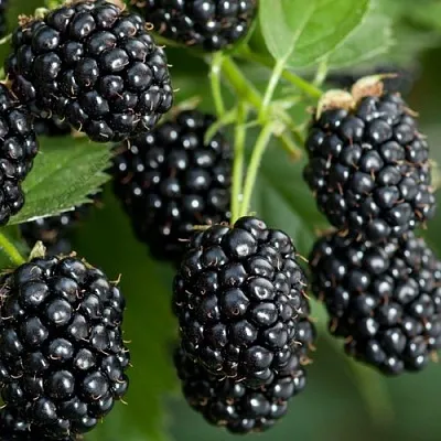 Ежевика ЧЕРНАЯ МАГИЯ ремонтантная  Ежевика ЧЕРНАЯ МАГИЯ ремонтантная в Архангельске